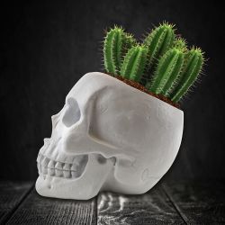 Gift Republic Skull Planter Grow Kit Cactus - Diverse